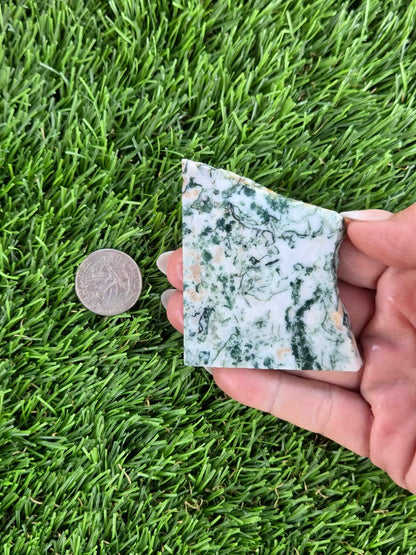 Tree Agate Slabs K523-529