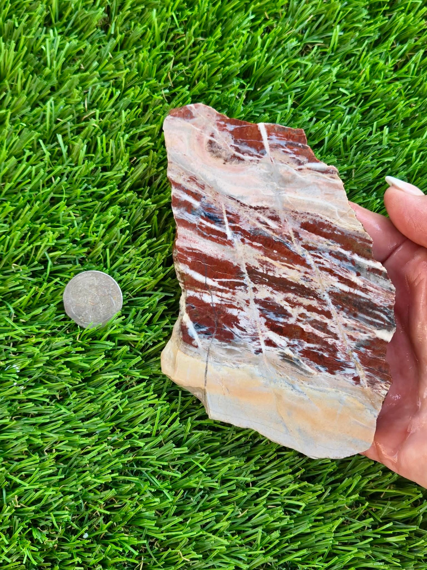 Red Creek Brecciated Jasper Slabs L548-552
