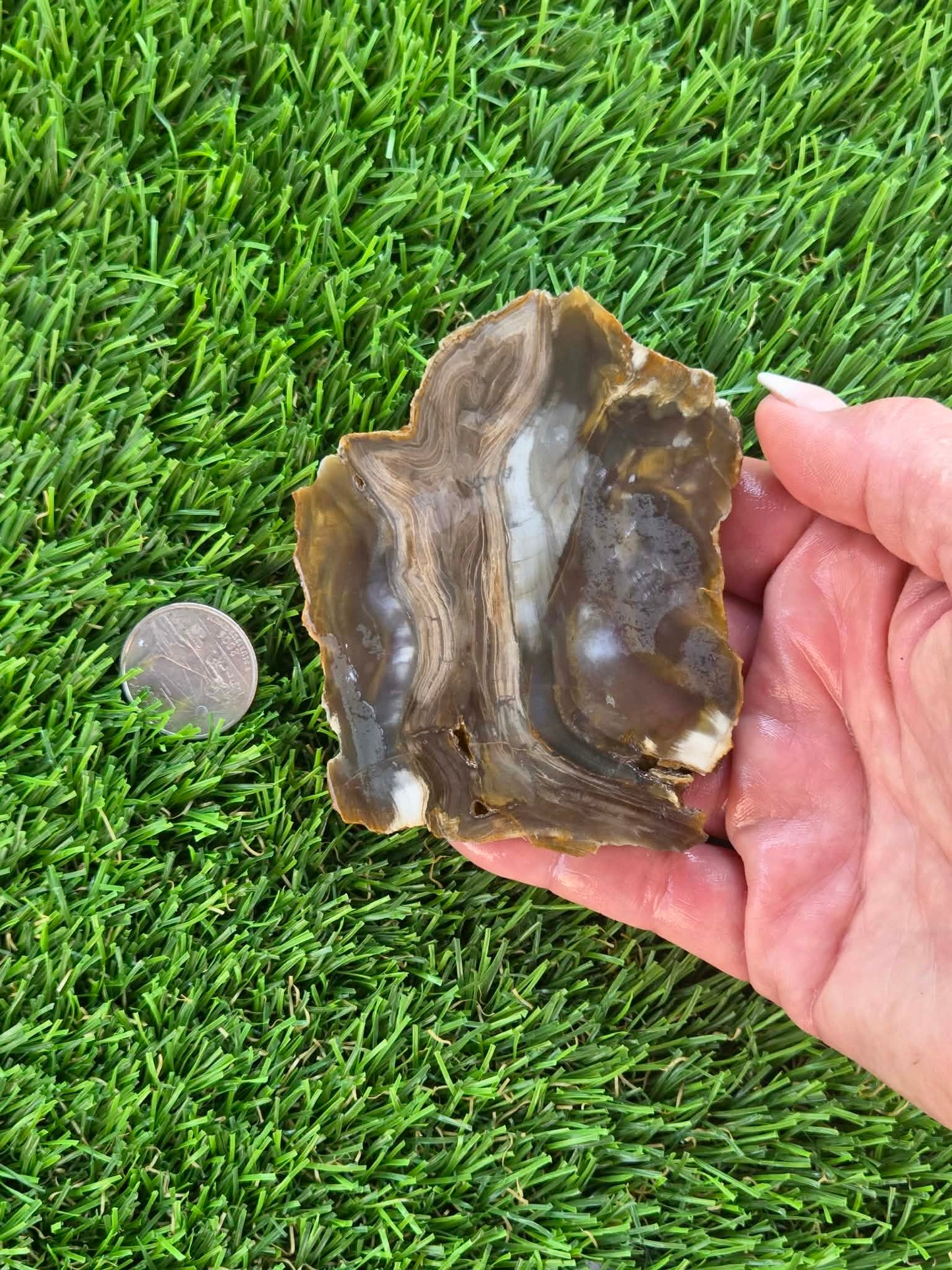 Agatized Petrified Wood Slab I431-435