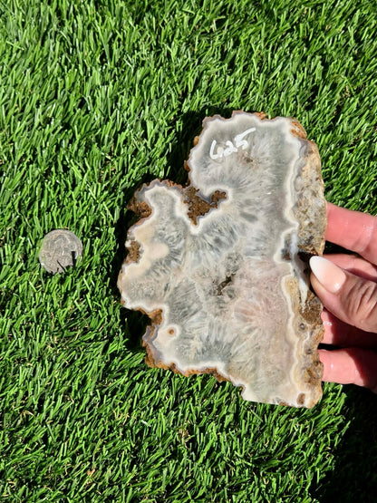 Natural Fortification Agate with Quartz Crystal Druzy Slabs M624-629
