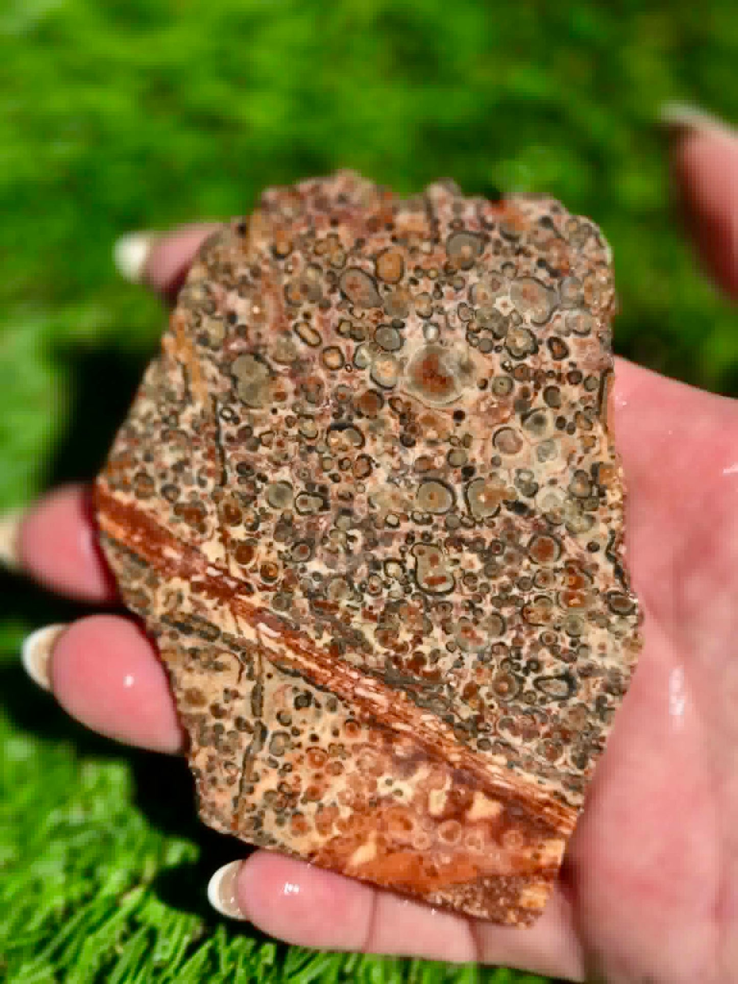 Leopard Skin Jasper Slabs H371-378