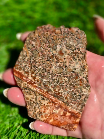 Leopard Skin Jasper Slabs H371-378