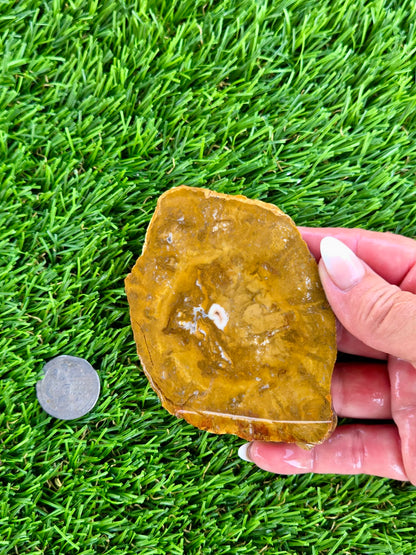 Mustard Picture Jasper Slabs N673-677