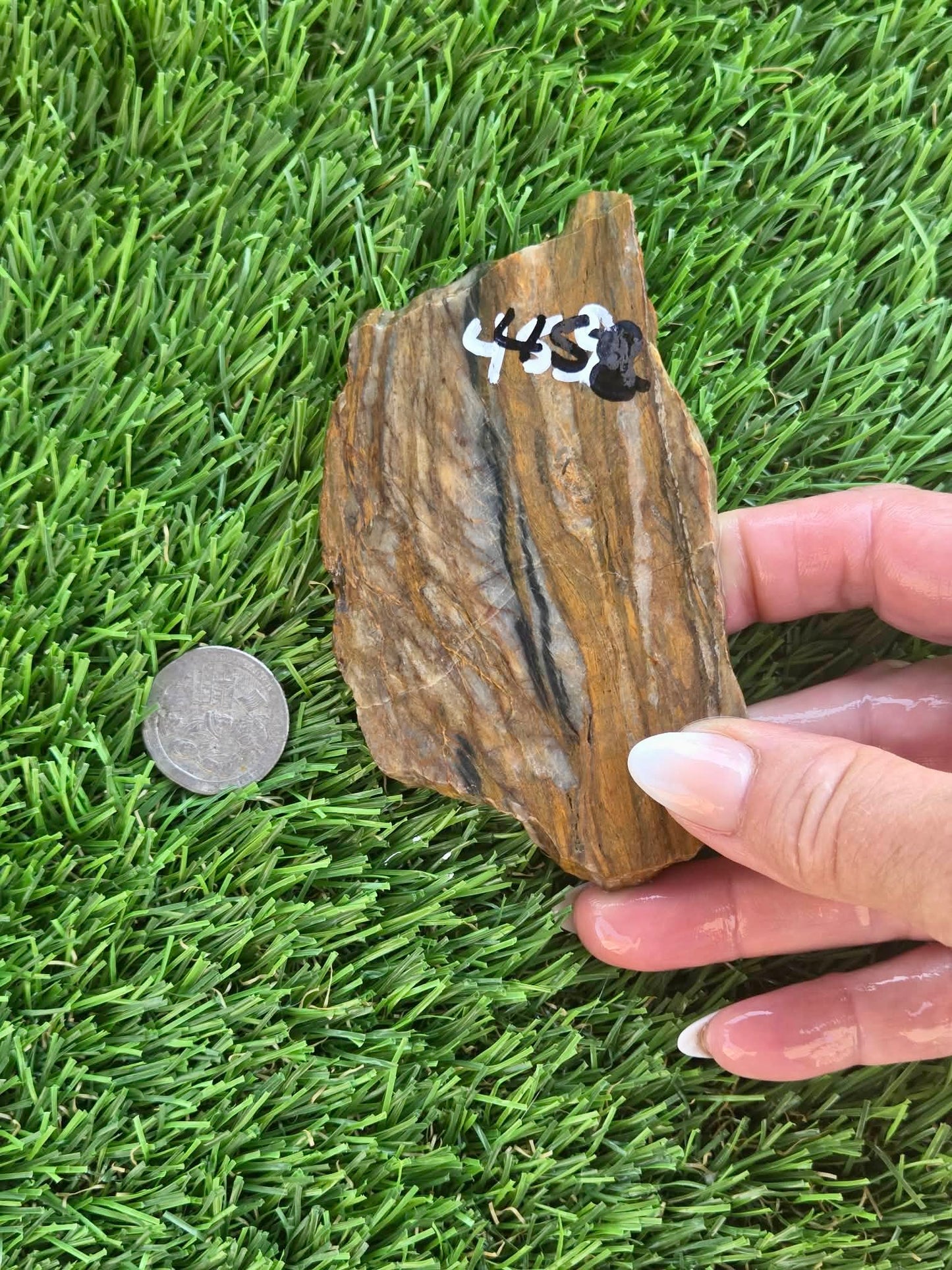 Agatized Petrified Wood Slab I453-458
