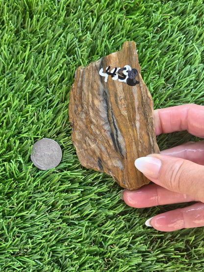 Agatized Petrified Wood Slab I453-458