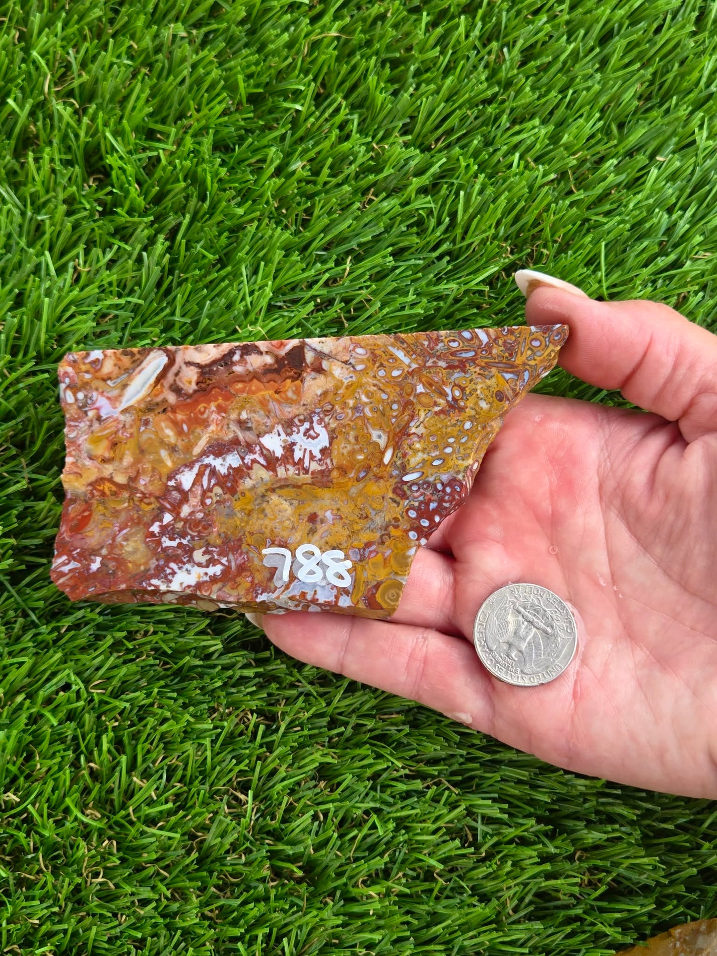 Petrified Palm Wood Slabs O788–793
