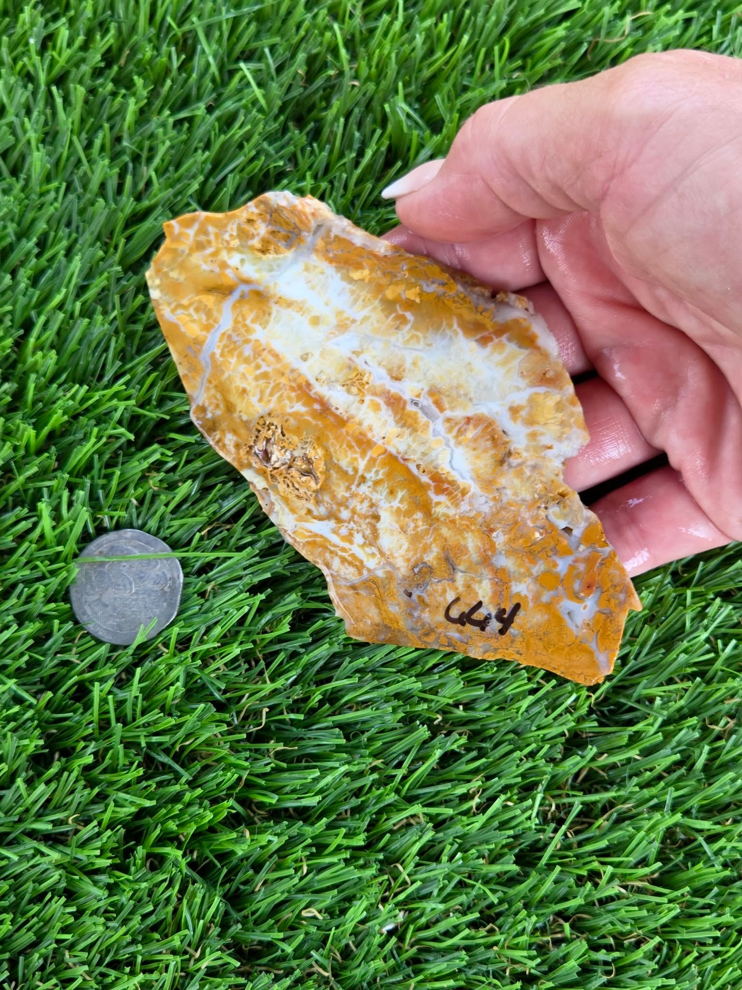Mexican Honey Fortification Agate Slabs N663-664