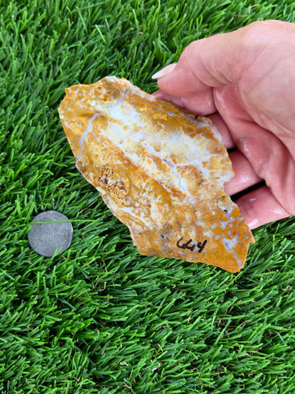Mexican Honey Fortification Agate Slabs N663-664