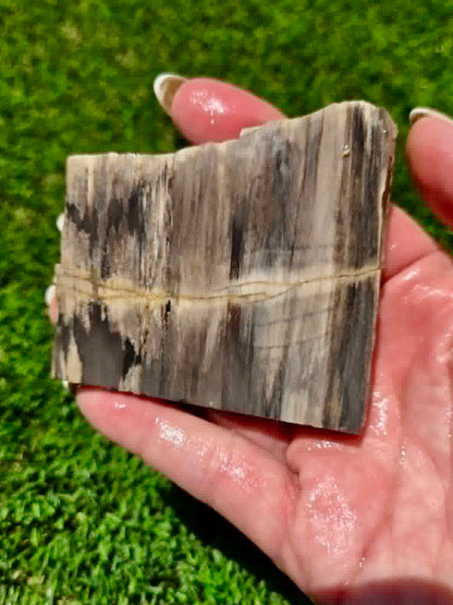 Arizona Petrified Wood I428-430