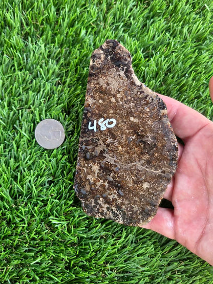 Utah Petrified Wood Slabs J480-484