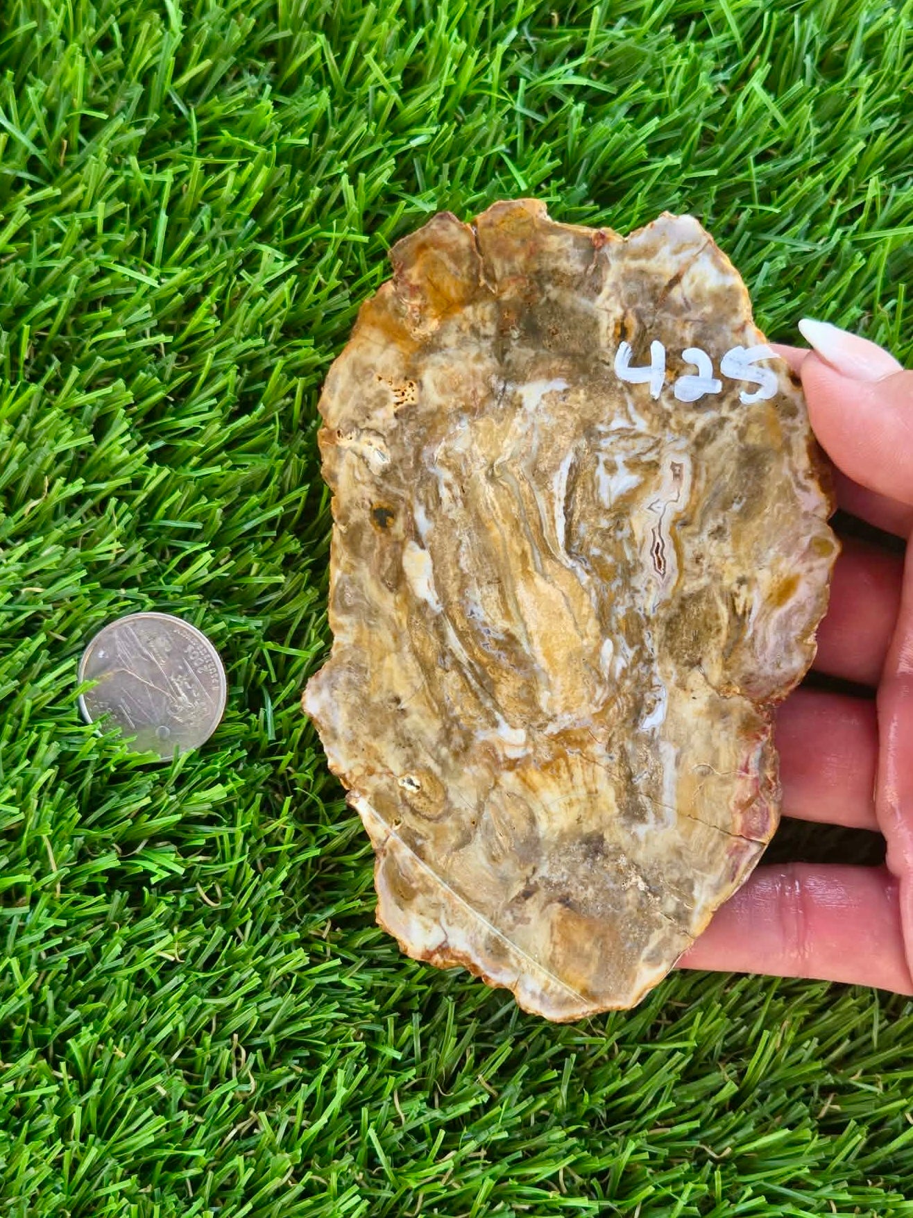 Brown Agatized Petrified Wood Slabs I420-427