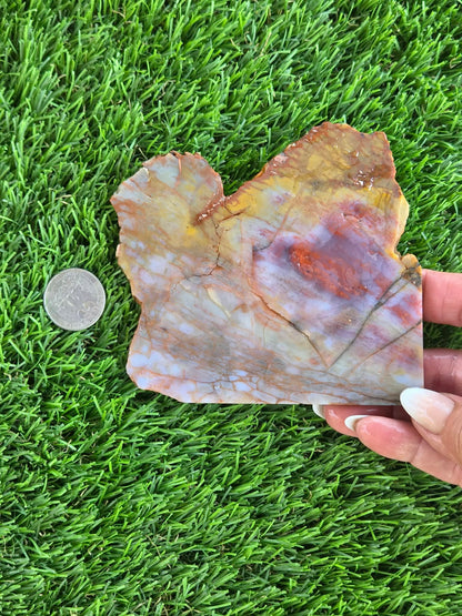 Arizona Rainbow Petrified Wood Slab J463-469