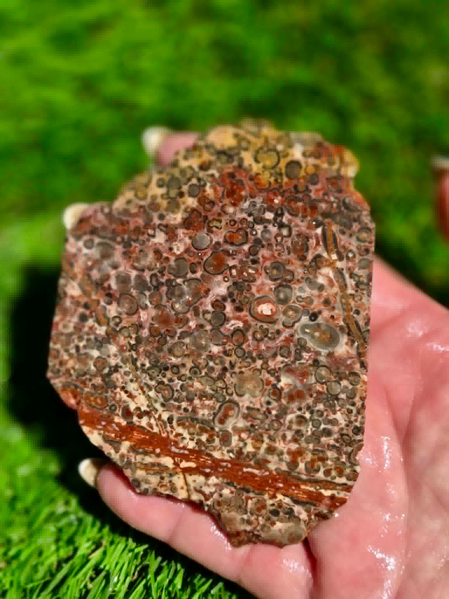 Leopard Skin Jasper Slabs H371-378