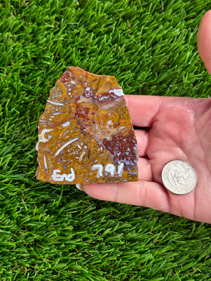 Petrified Palm Wood Slabs O788–793