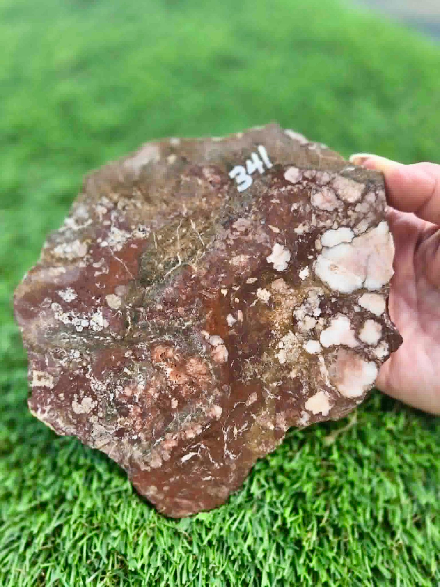 Wild Horse Jasper Slabs G338-341