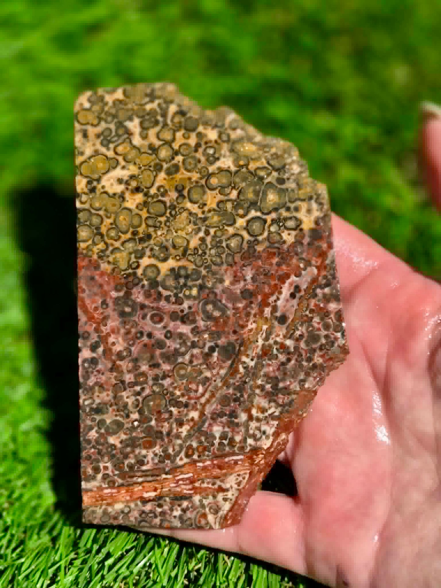 Leopard Skin Jasper Slabs H371-378