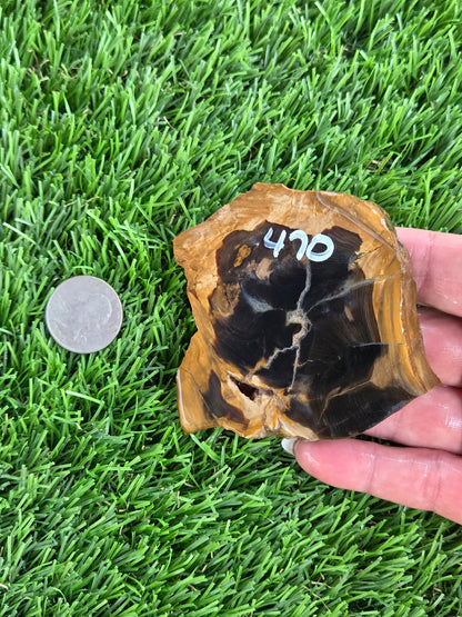 Utah Petrified Wood Slabs J470-473