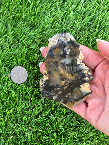 Utah Petrified Wood Slabs J474-479